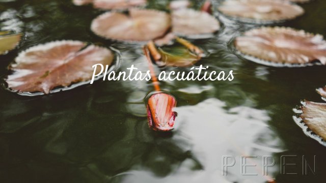 Plantas Acuáticas Greenbox Paisajismo y Riegos