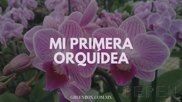 Mi primera Orquídea Greenbox Paisajismo y Riegos