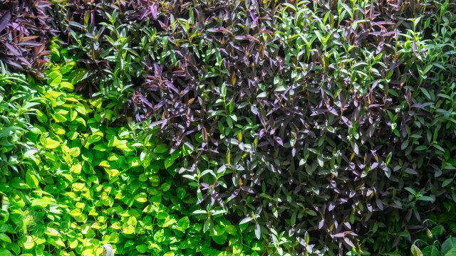 Greenbox Paisajismo y Riegos Jardín vertical