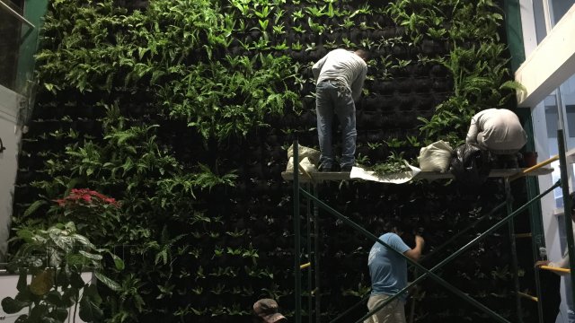 Instalación y mantenimiento de jardín vertical Greenbox Paisajismo y Riegos