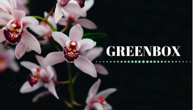 El cuidado de las orquídeas. Greenbox Paisajismo y Riegos