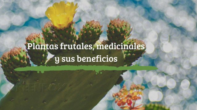 Plantas frutales, medicinales y sus beneficios Greenbox Paisajismo y Riegos