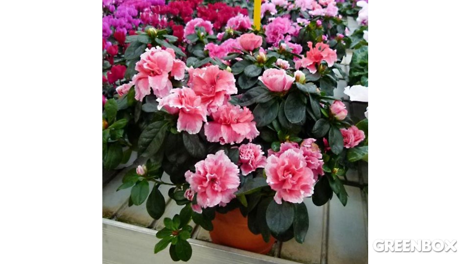 Azalea