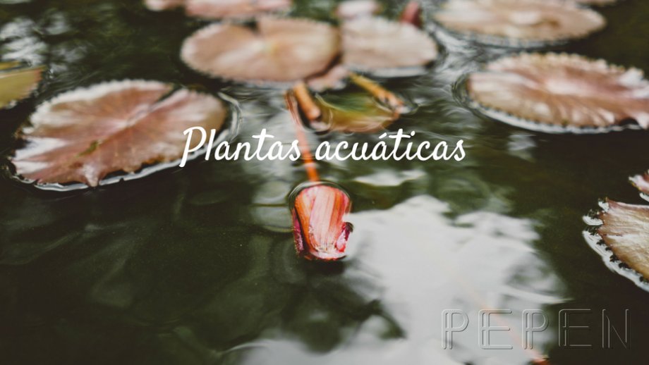 Plantas Acuáticas Greenbox Paisajismo y Riegos