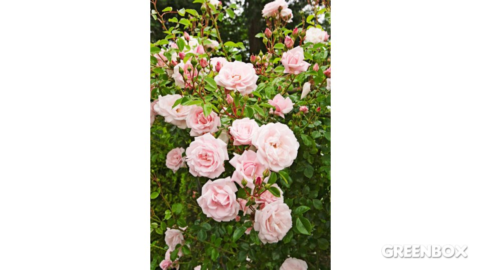 Rosa