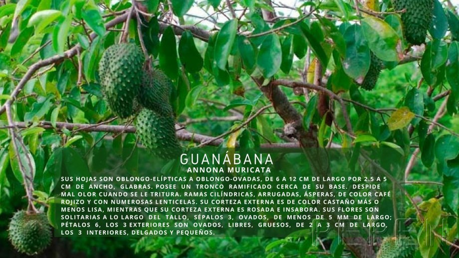 Guanábana Greenbox Paisajismo y Riegos