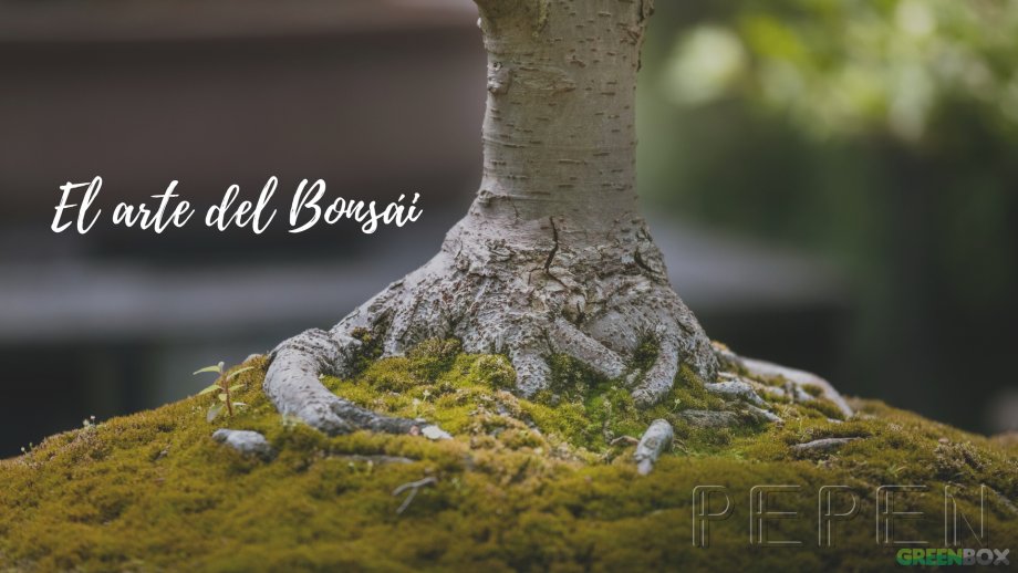 El arte del Bonsái Greenbox Paisajismo y Riegos