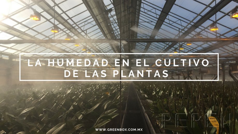 La humedad en el cultivo de las plantas Greenbox Paisajismo y Riegos