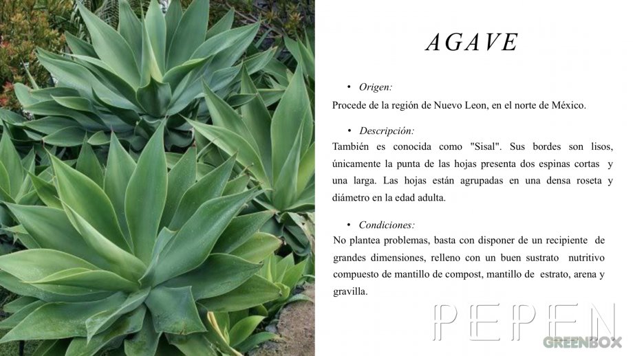 Agave Greenbox Paisajismo y Riegos