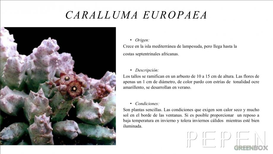 Caralluma Europaea Greenbox Paisajismo y Riegos