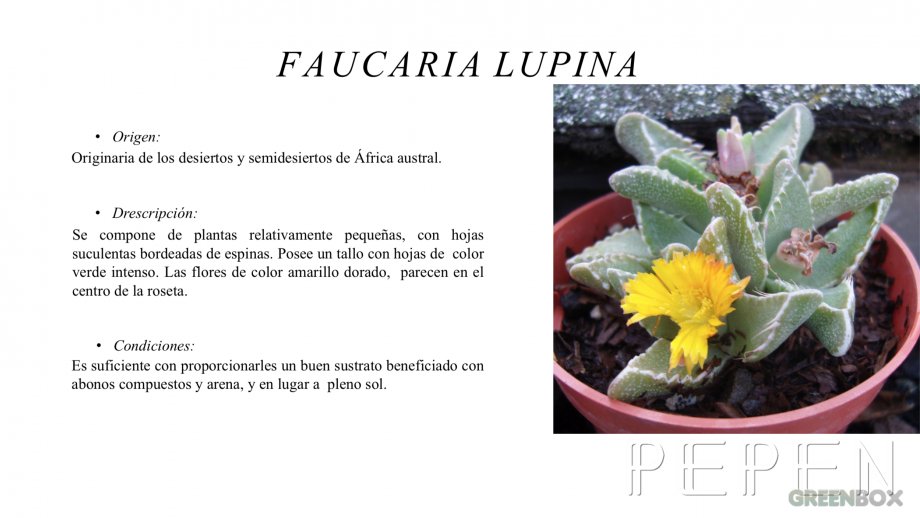 Faucaria Lupina Greenbox Paisajismo y Riegos