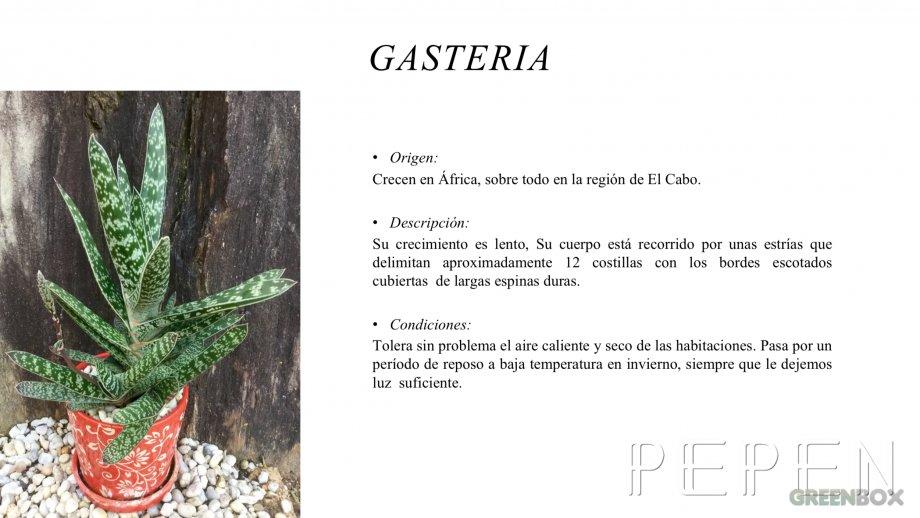 Gasteria Greenbox Paisajismo y Riegos