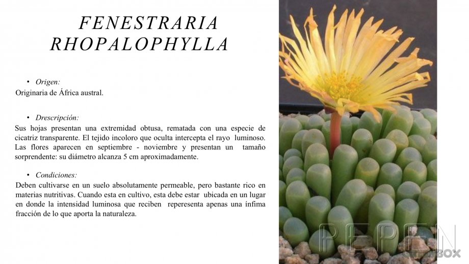 Fenestraria Rhopalophylla Greenbox Paisajismo y Riegos