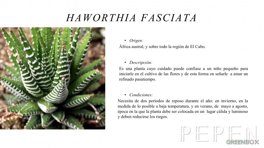 Haworthia Fasciata Greenbox Paisajismo y Riegos