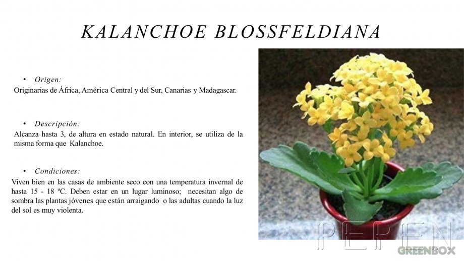 Kalanchoe Blossfeldiana Greenbox Paisajismo y Riegos