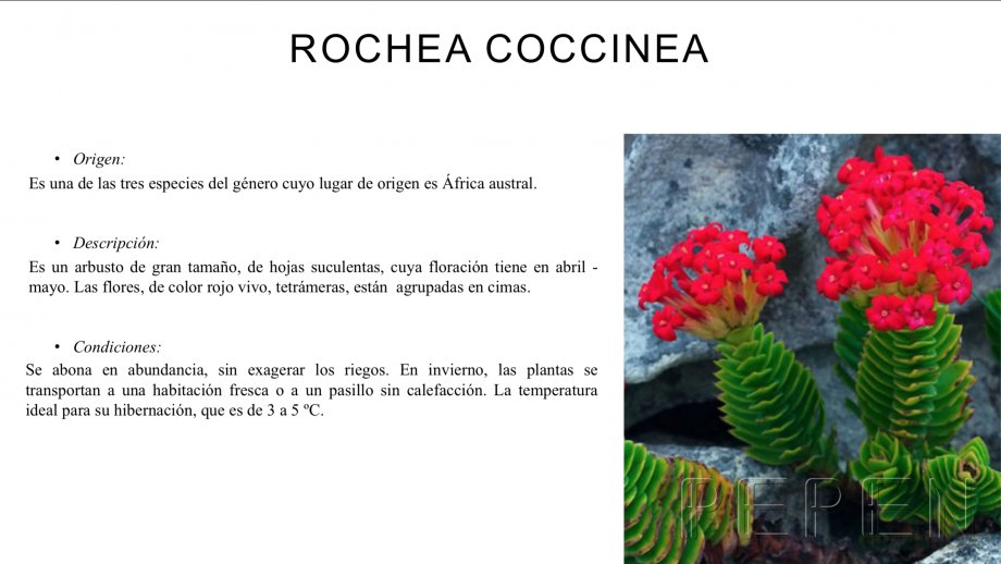 Rochea Coccinea Greenbox Paisajismo y Riegos