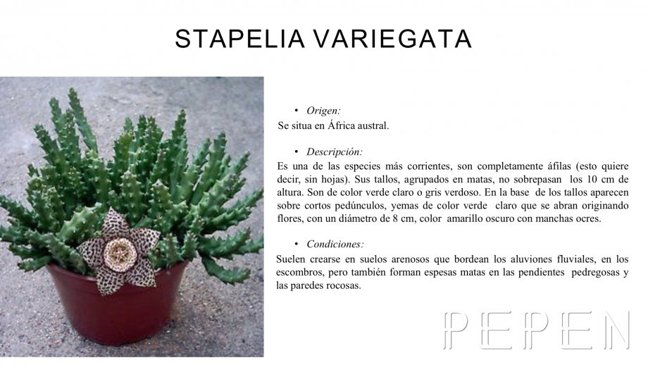 Stapelia Variegata Greenbox Paisajismo y Riegos