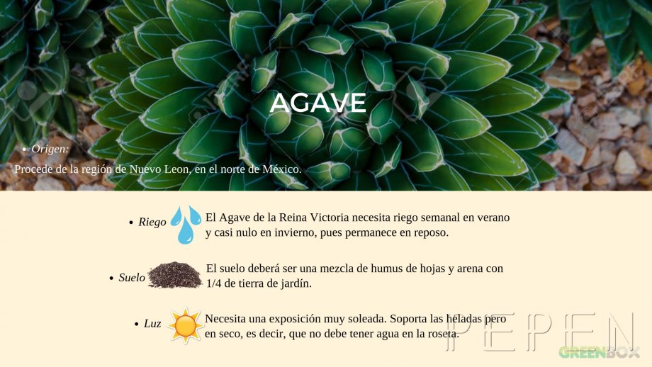 Agave. Greenbox Paisajismo y Riegos