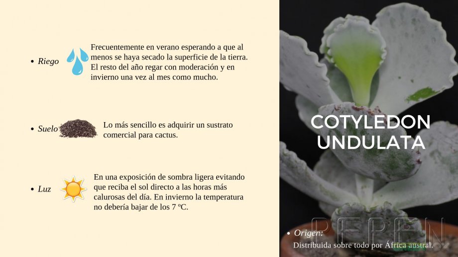 Cotyledon Undulata. Greenbox Paisajismo y Riegos