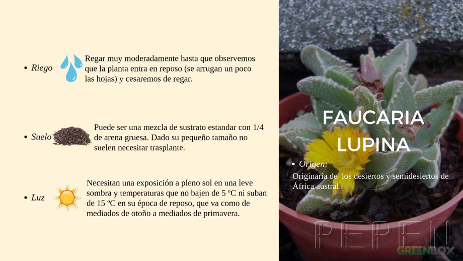Faucaria Lupina Greenbox Paisajismo y Riegos
