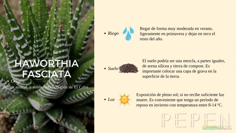 Haworthia Fasciata. Greenbox Paisajismo y Riegos