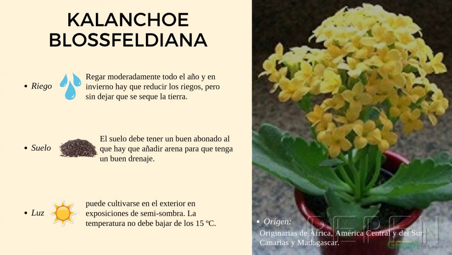 Kalanchoe Blossfeldiana. Greenbox Paisajismo y Riegos