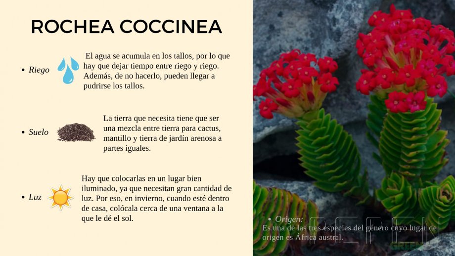 Rochea Coccinea. Greenbox Paisajismo y Riegos