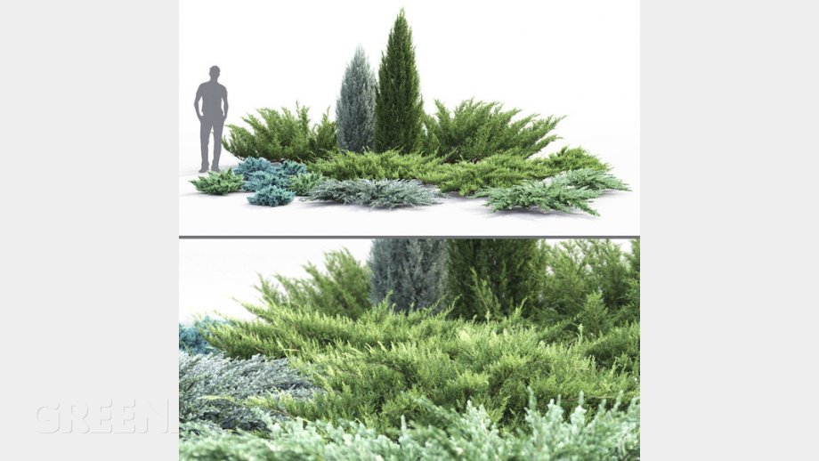 Juniperus Greenbox Paisajismo y Riegos