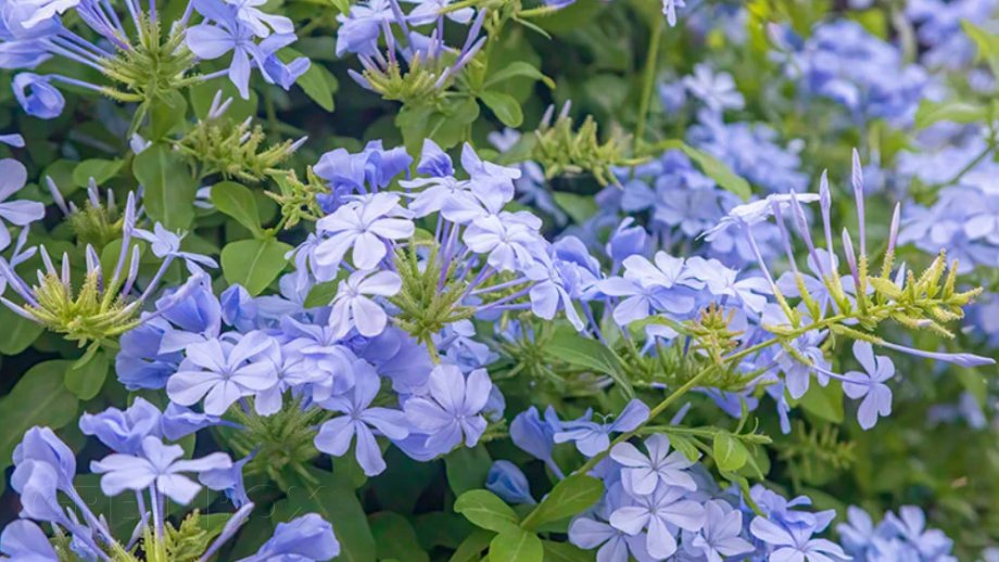 ¿Porqué las flores tienen distintos colores?