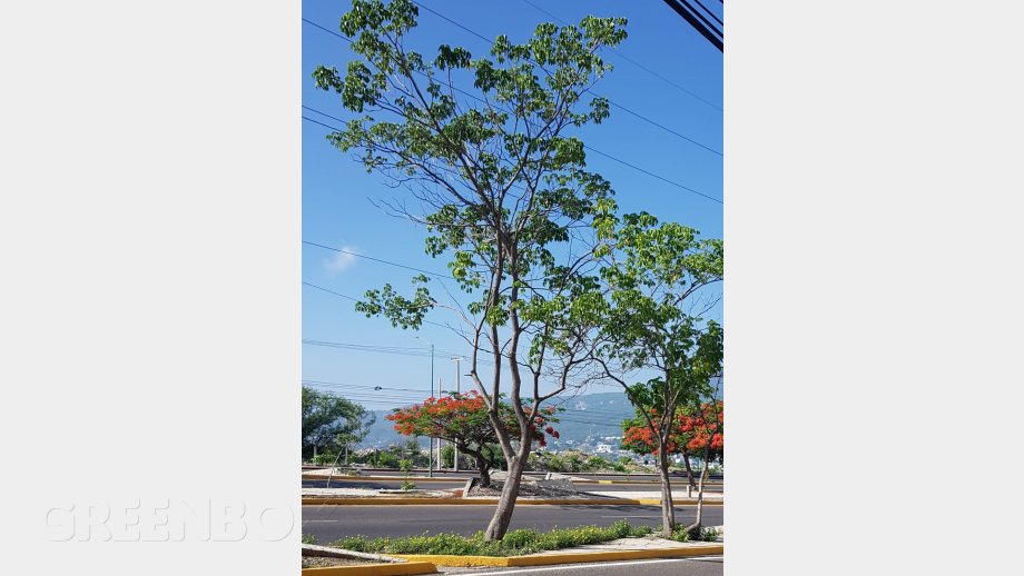 Valor paisajístico de las plantas ornamentles