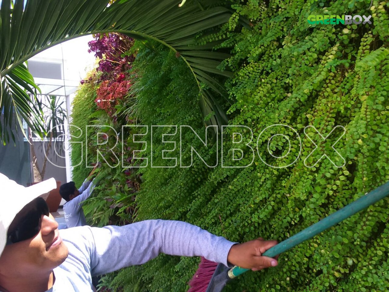 Mantenimiento de jardín vertical Greenbox Paisajismo y Riegos