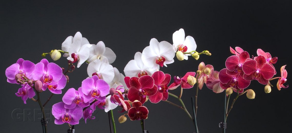 El cuidado basico de Orquídeas Greenbox Paisajismo y Riegos