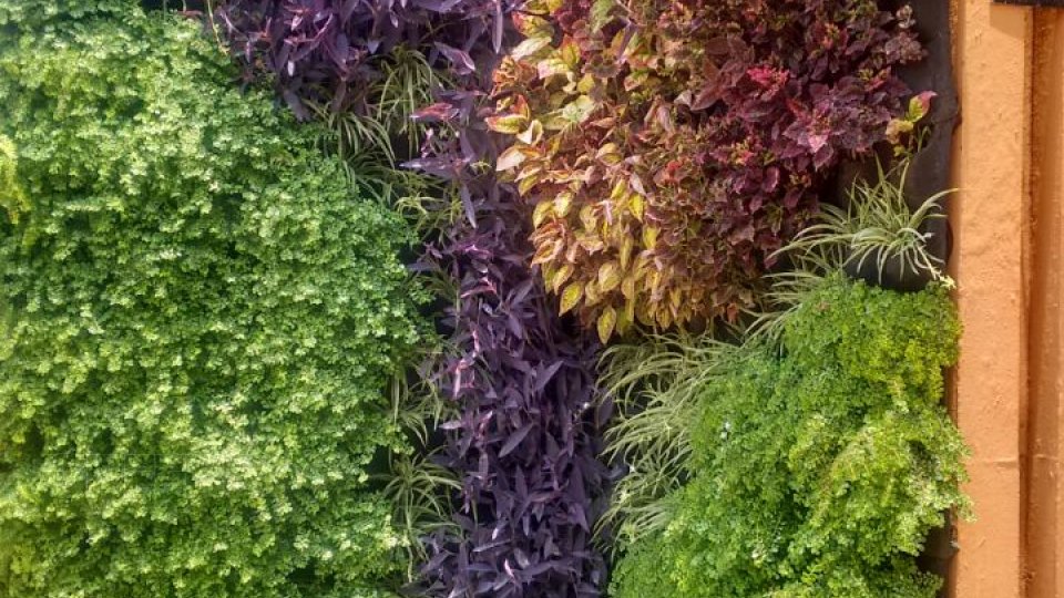 Jardines verticales y su importancia Greenbox Paisajismo y Riegos
