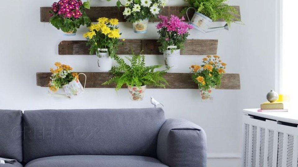 plantas para apartamentos pequeños Greenbox Paisajismo y Riegos