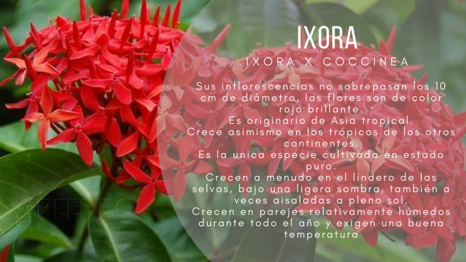 Ixora Greenbox Paisajismo y Riegos