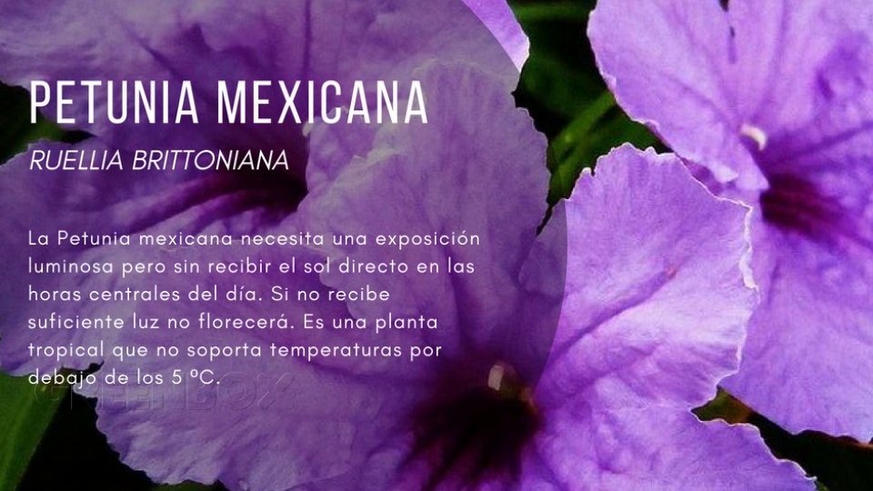 Petunia Mexicana Greenbox Paisajismo y Riegos