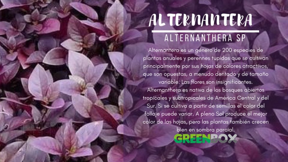 ALTERNANTERA Greenbox Paisajismo y Riegos