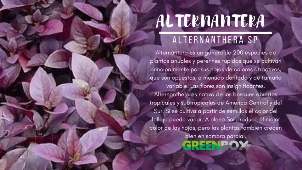 ALTERNANTERA Greenbox Paisajismo y Riegos