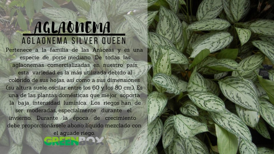 AGLAONEMA Greenbox Paisajismo y Riegos