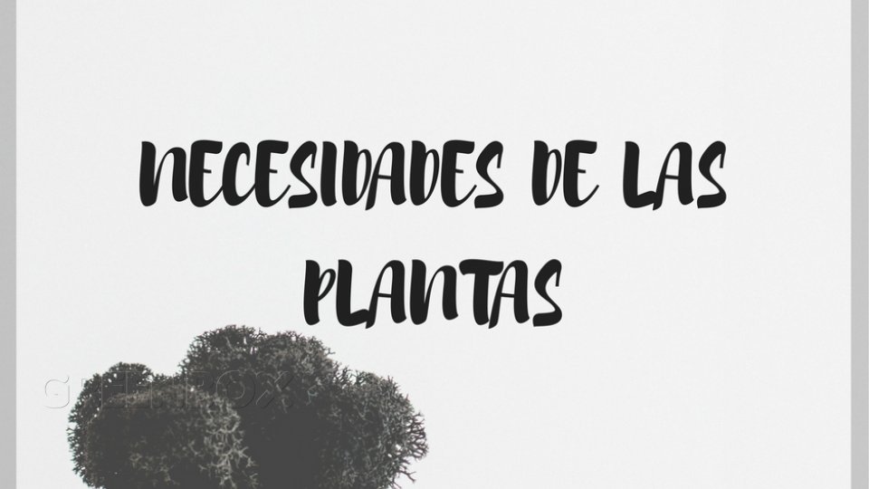 NECESIDADES DE LAS PLANTAS Greenbox Paisajismo y Riegos