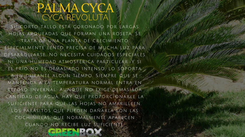 PALMA CYCA Greenbox Paisajismo y Riegos