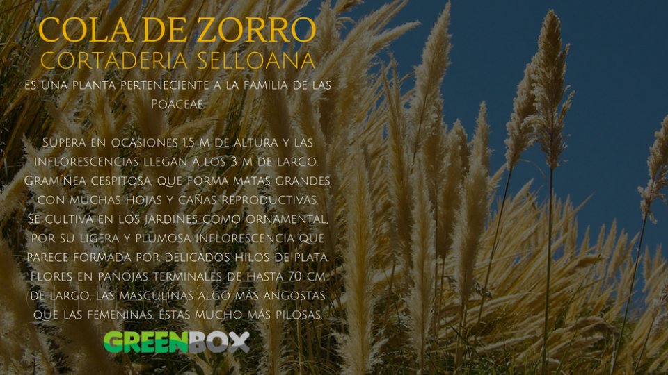 COLA DE ZORRO Greenbox Paisajismo y Riegos