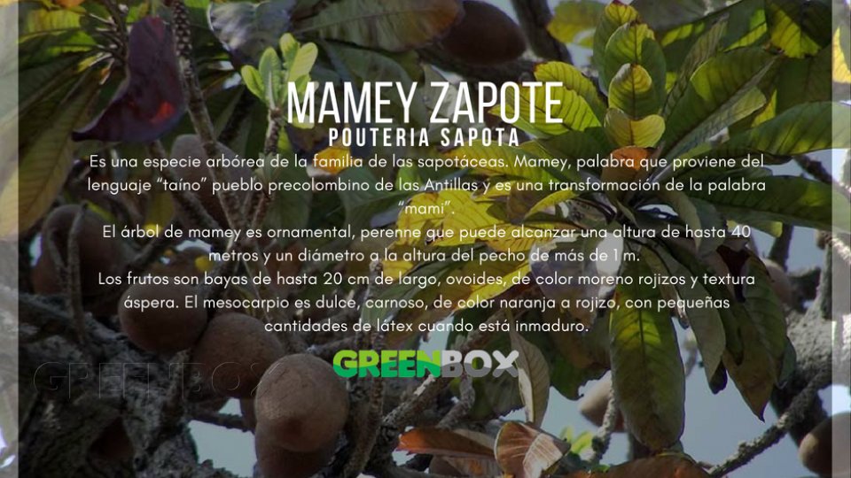 Mamey Zapote Greenbox Paisajismo y Riegos