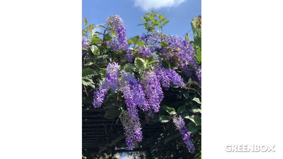Petrea volubilis