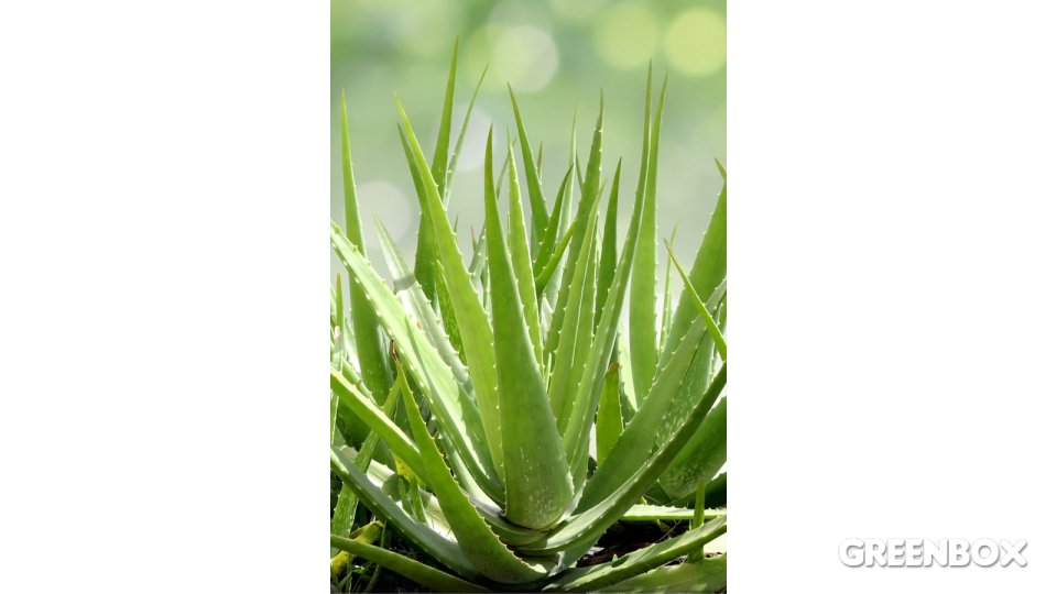 Aloe vera