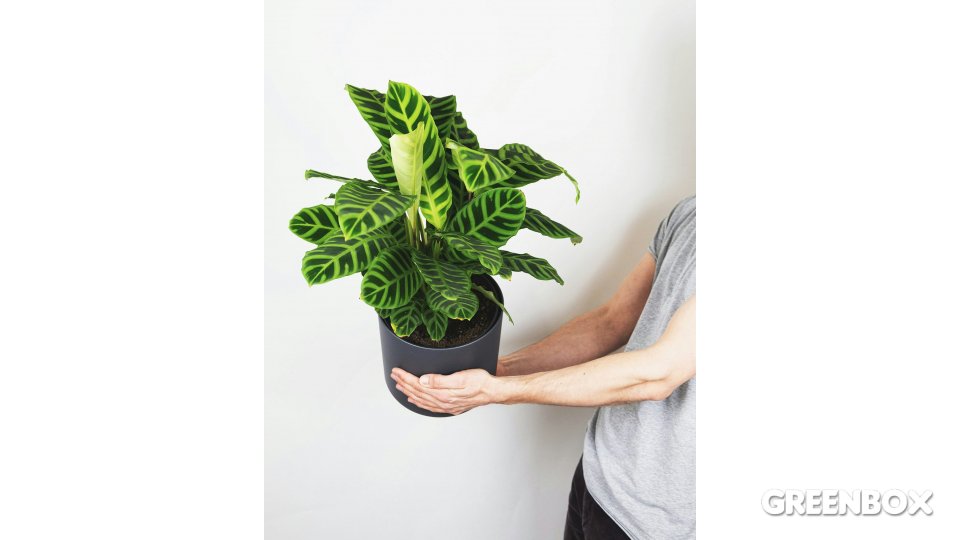 Calathea