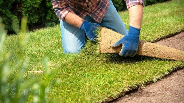 Greenbox Paisajismo y Riegos Instalación de pasto