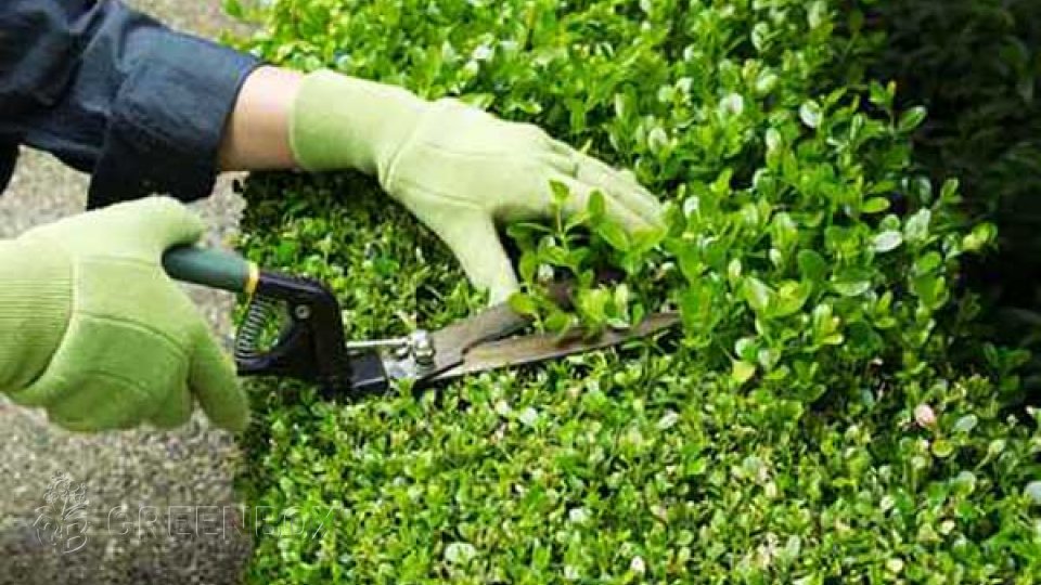 Mantenimiento de Áreas Verdes - Greenbox Paisajismo y Riegos